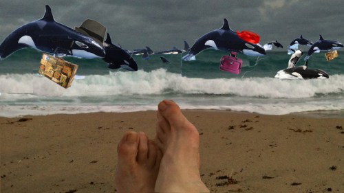 Killer whales forced to flee SeaWorld leave behind irreplaceable family photos, home furnishings, and a fortune in krill.