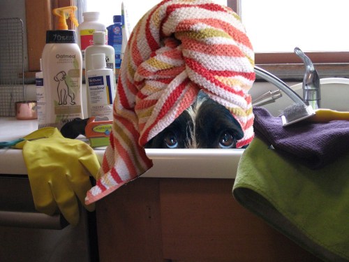 This “turban-style” fur drying technique is ideal for the harried dog that still needs to do makeup and nails before prom. 